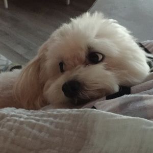 Meet your Posher, Pam